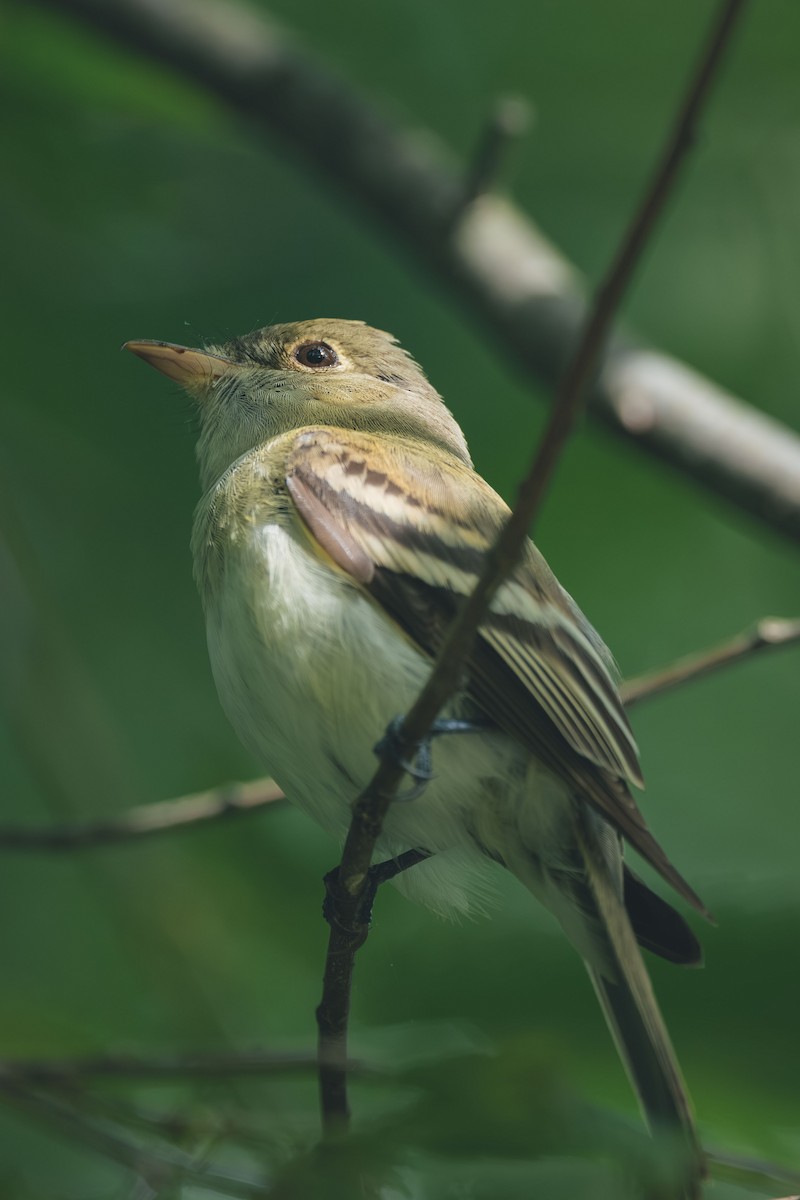 Acadian Flycatcher - ML644709464