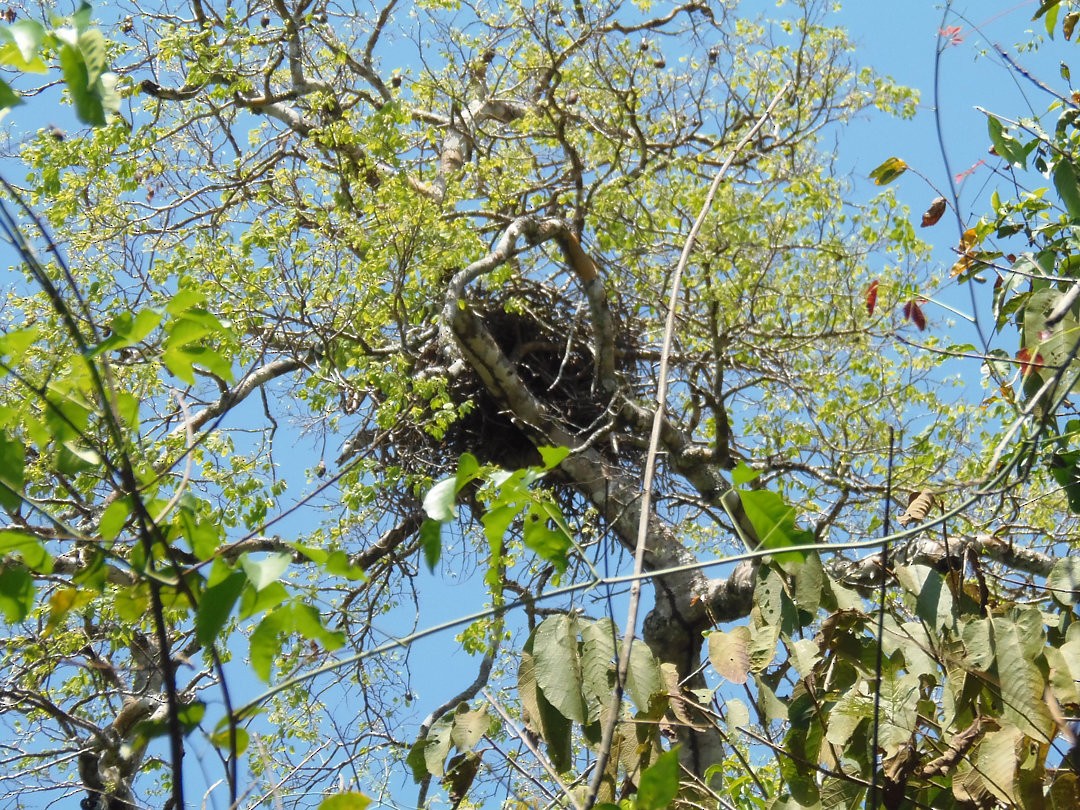 Prachtadler - ML644709492