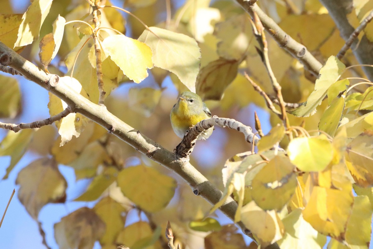 Northern Parula - ML644709496