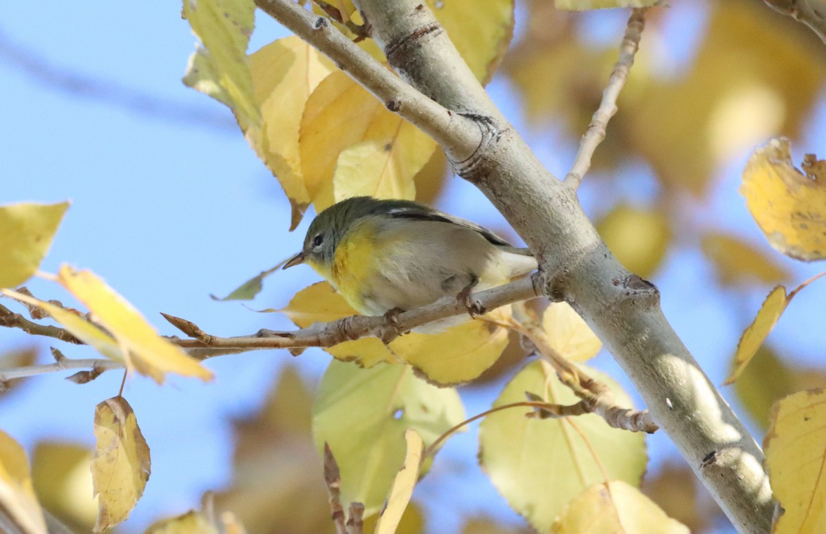 Northern Parula - ML644709497
