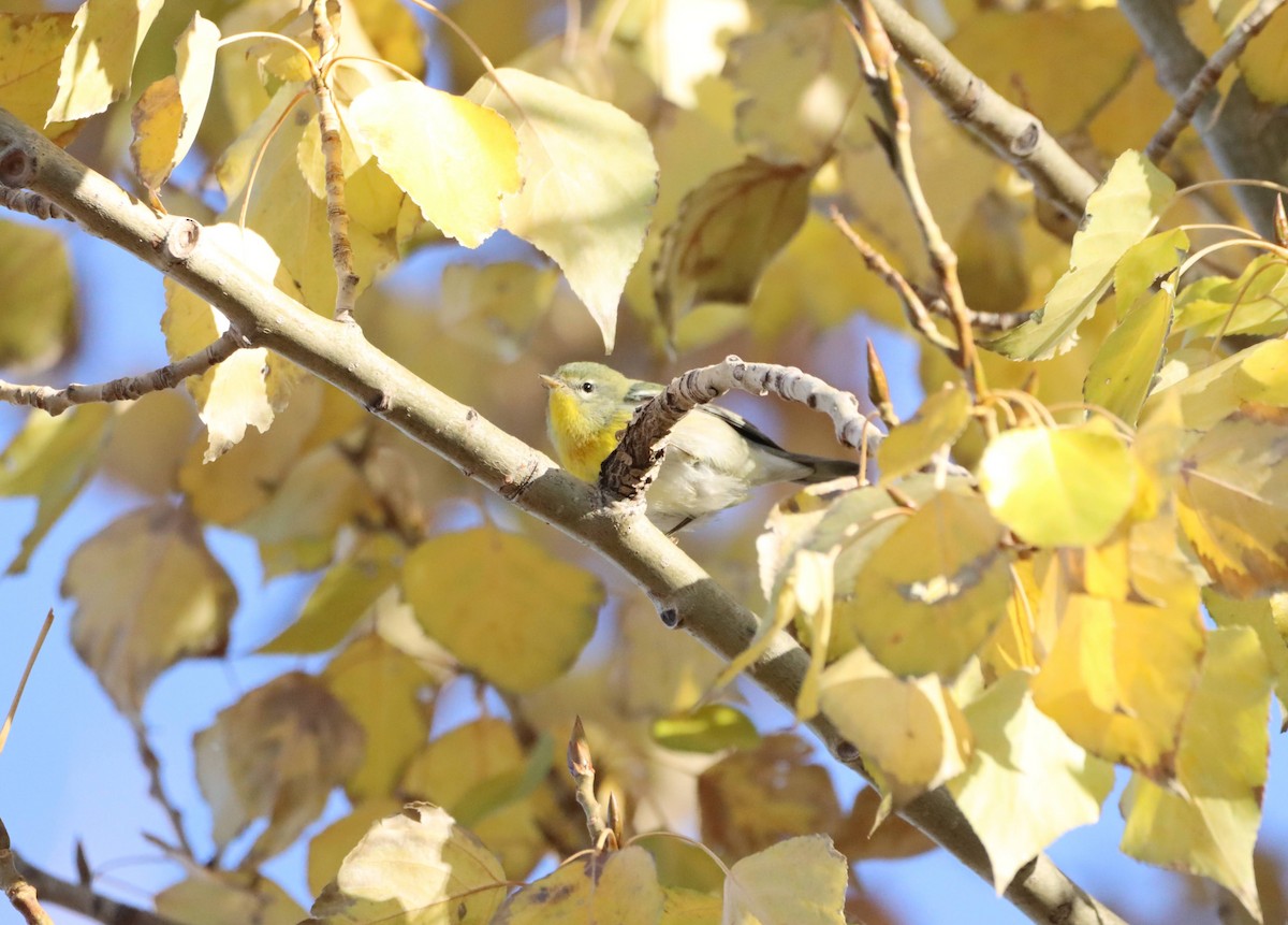 Northern Parula - ML644709498