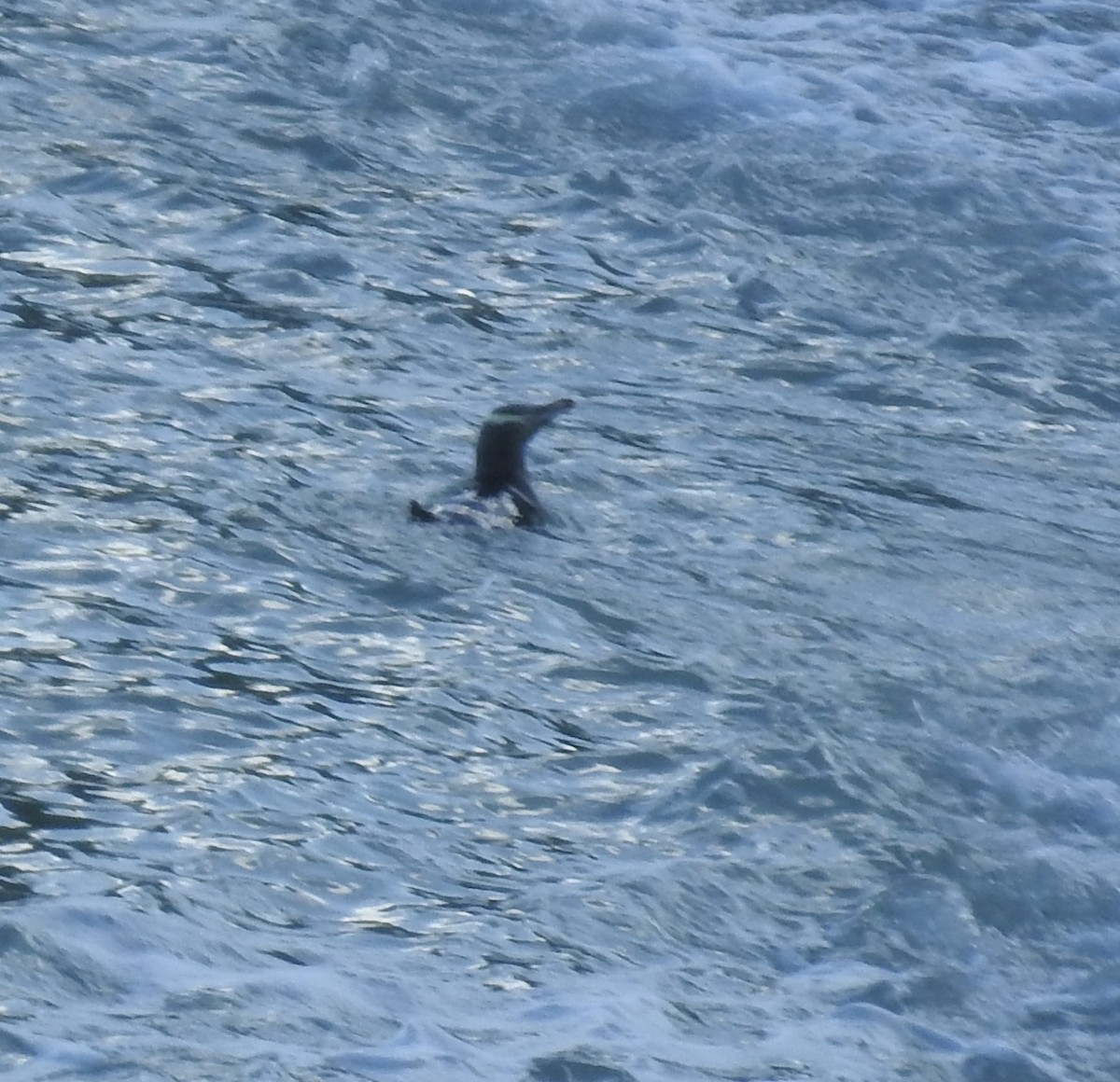 Yellow-eyed Penguin - ML644709500