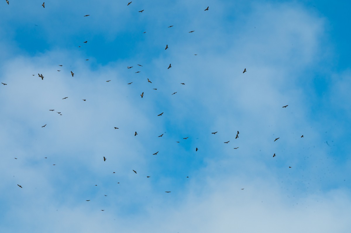 káně širokokřídlá - ML644709502