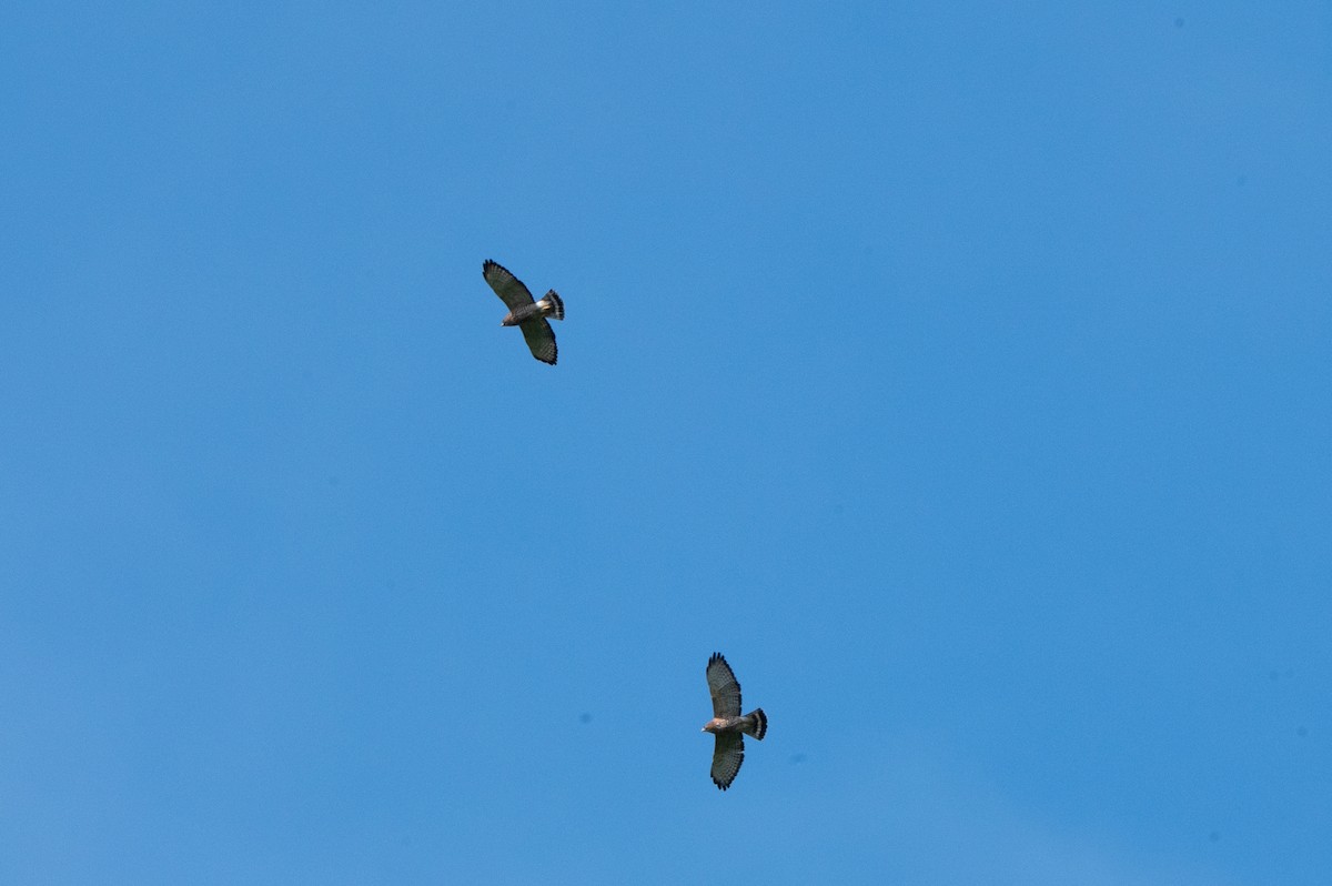 káně širokokřídlá - ML644709504