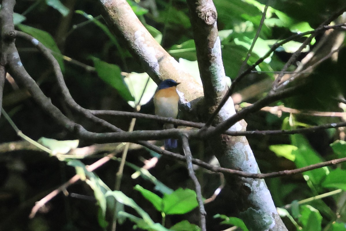 Javan Blue Flycatcher - ML644709515
