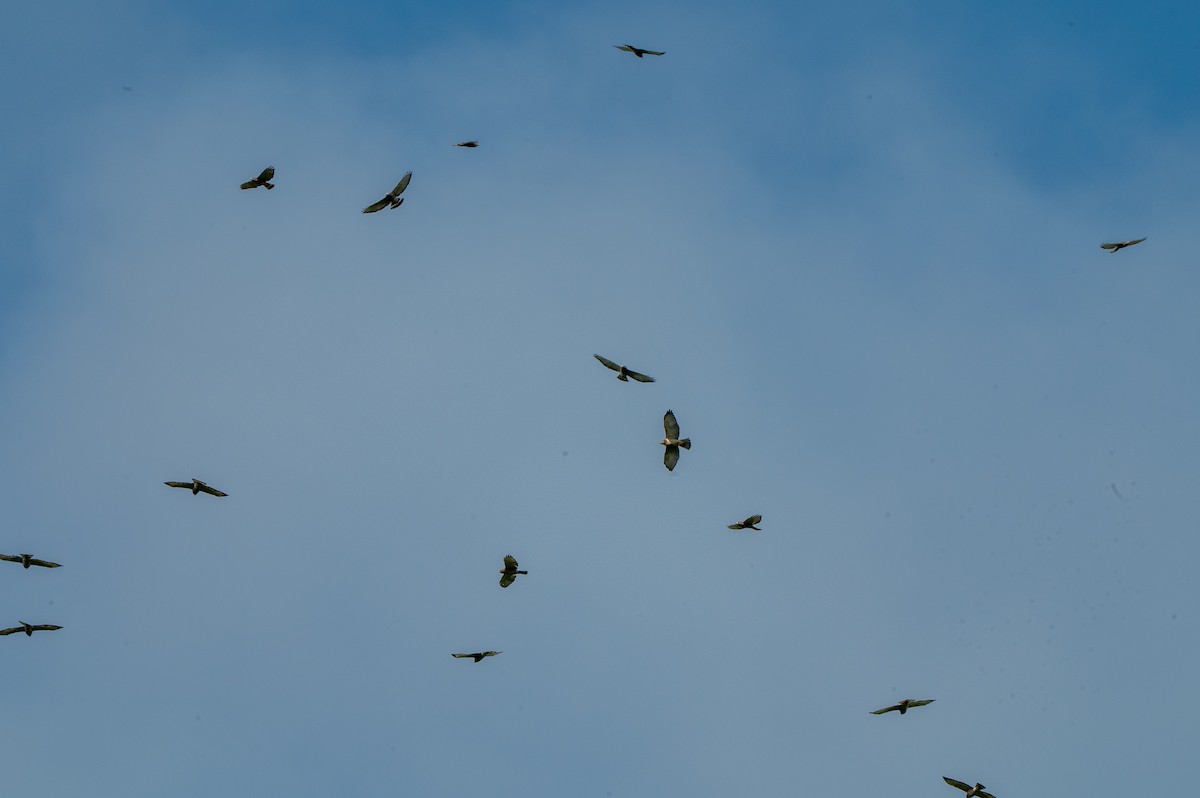 káně širokokřídlá - ML644709516