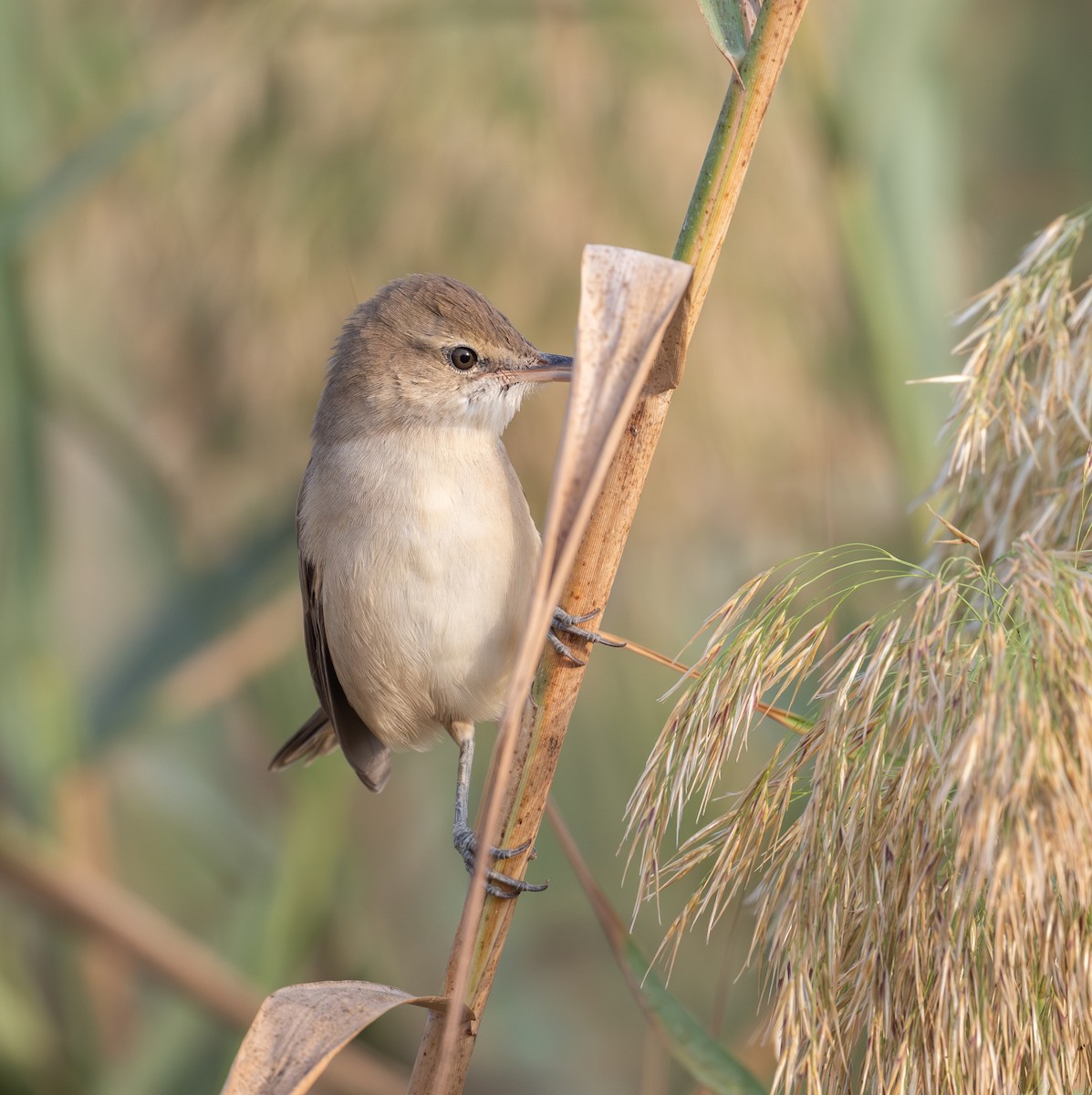 Өмнөдийн охил бялзуухай - ML644709520