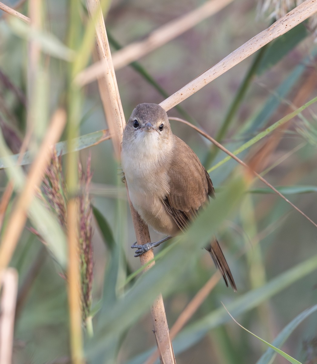 Өмнөдийн охил бялзуухай - ML644709521