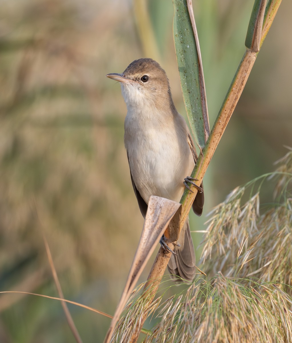 Өмнөдийн охил бялзуухай - ML644709522