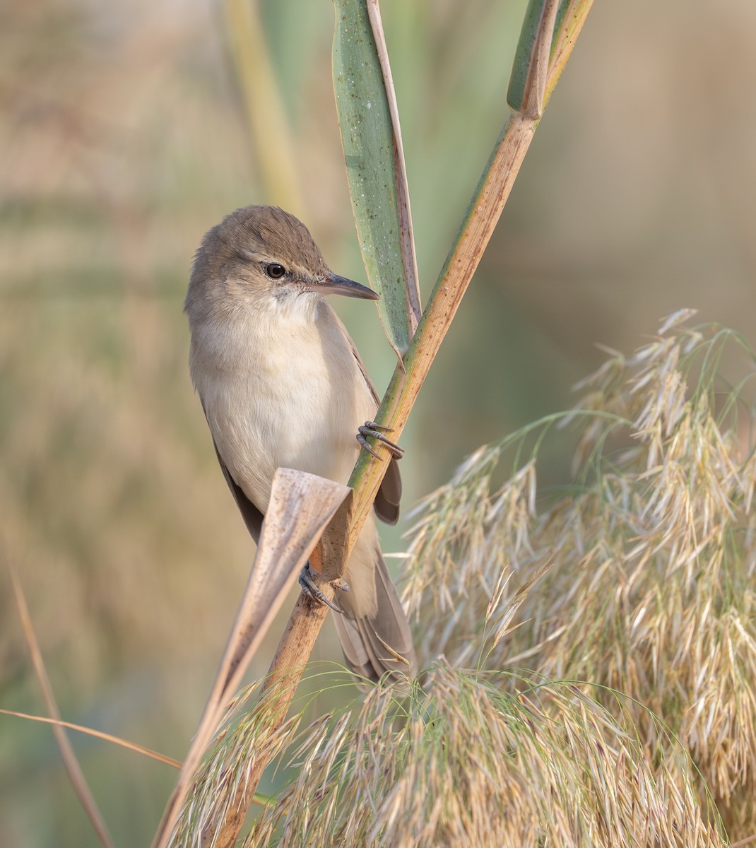 Өмнөдийн охил бялзуухай - ML644709523