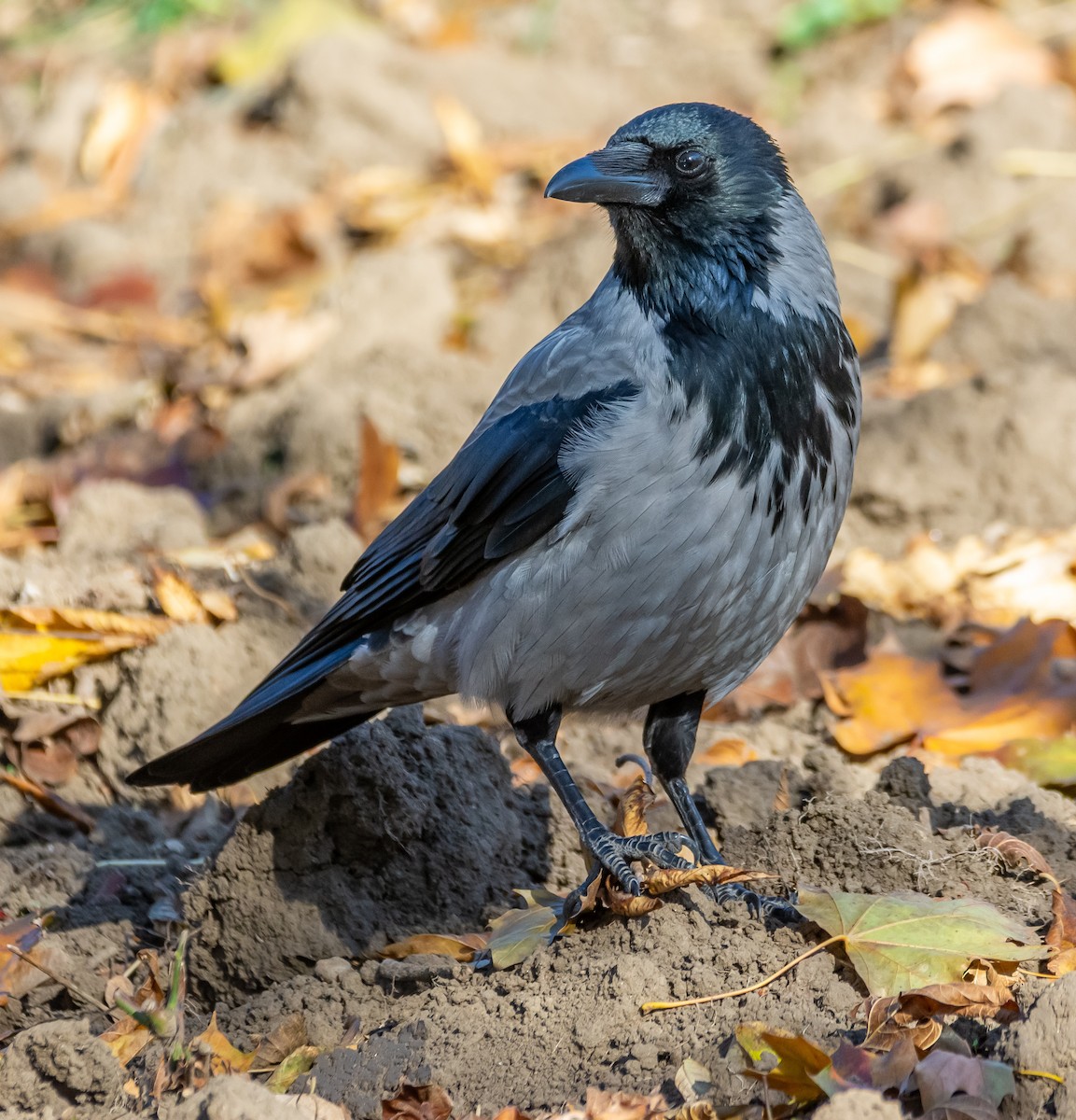 Hooded Crow - ML644709524