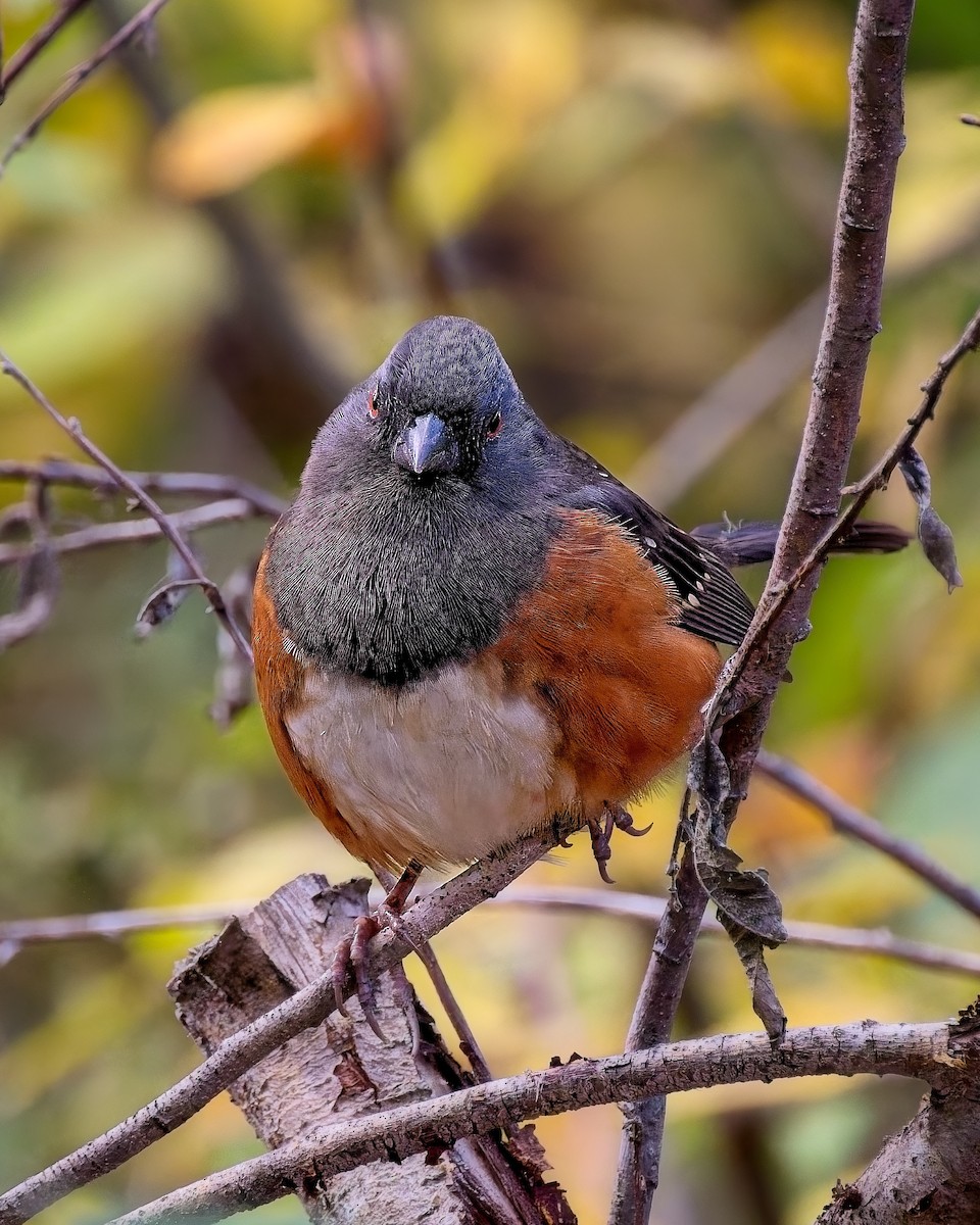 Spotted Towhee - ML644709527