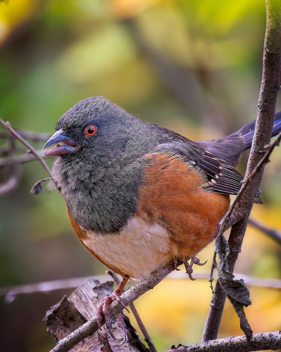 Spotted Towhee - ML644709529