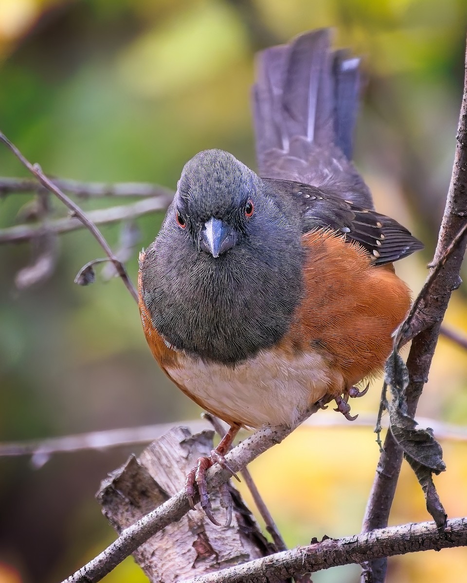 Spotted Towhee - ML644709530