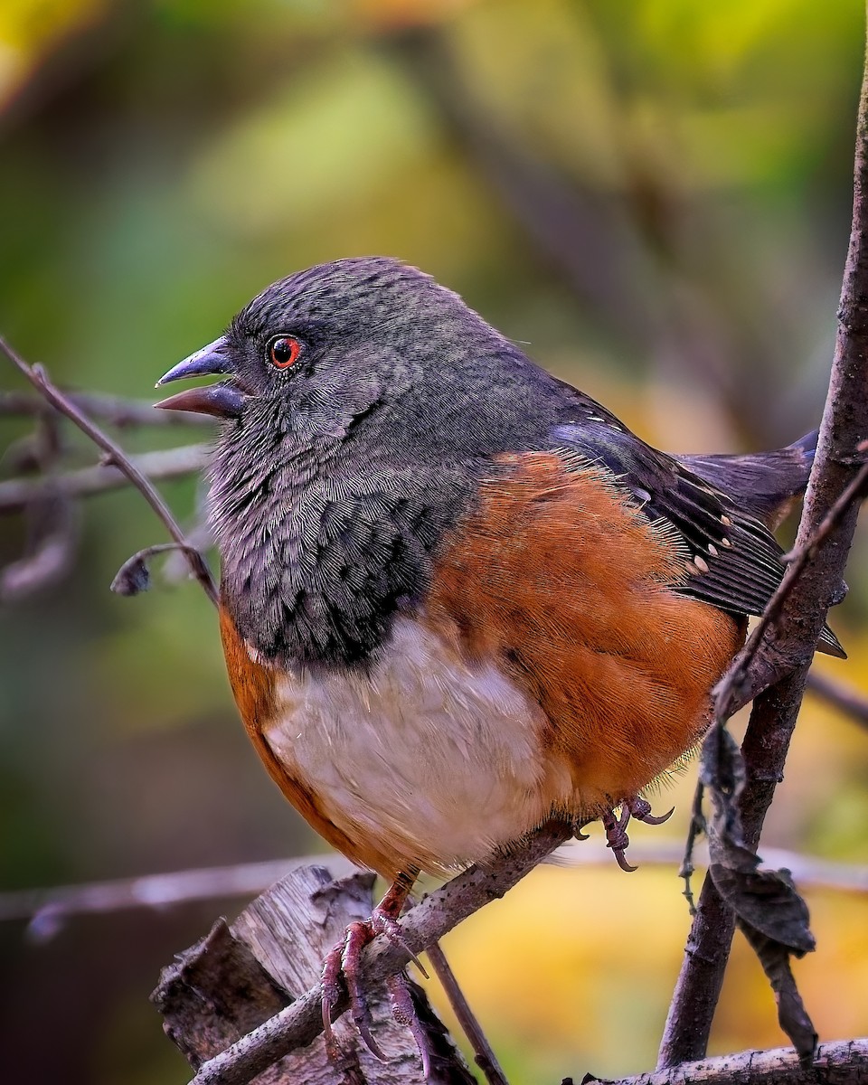 Spotted Towhee - ML644709531