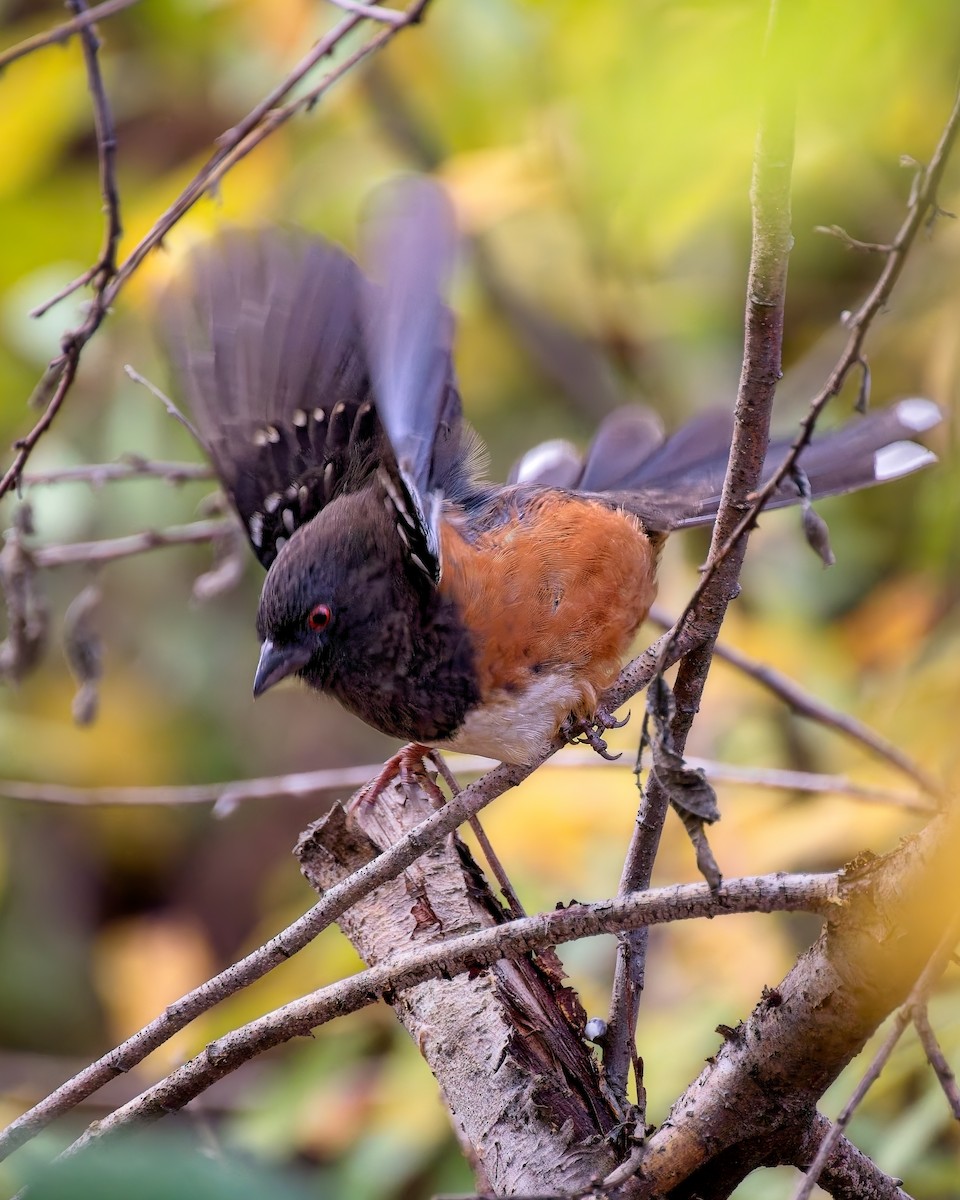 Spotted Towhee - ML644709534