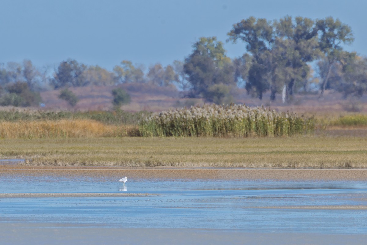 Ring-billed Gull - ML644709535