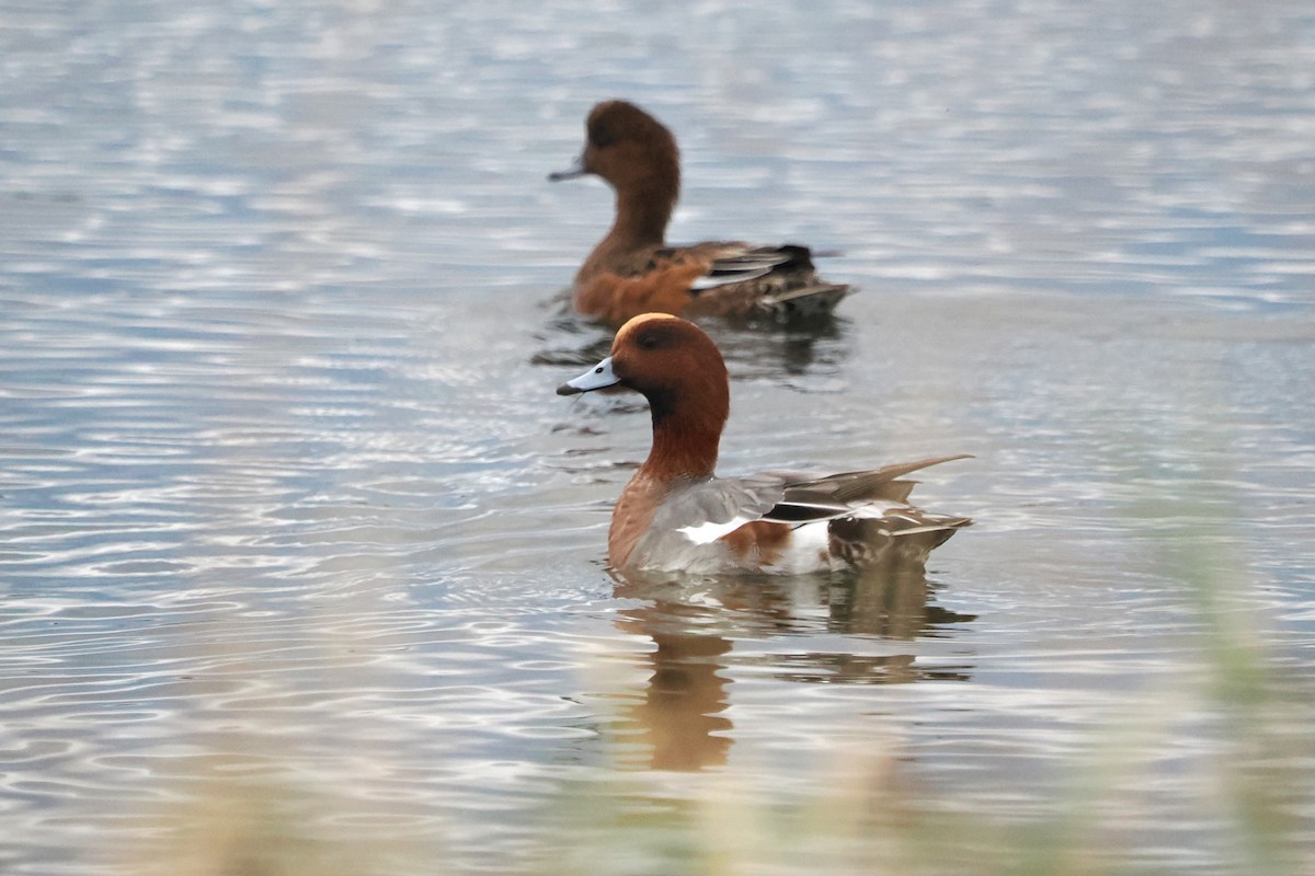 Eurasian Wigeon - ML644709536