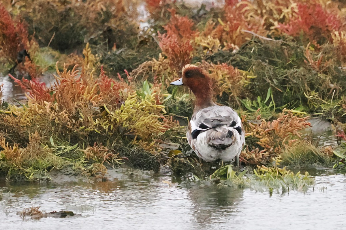 Eurasian Wigeon - ML644709537