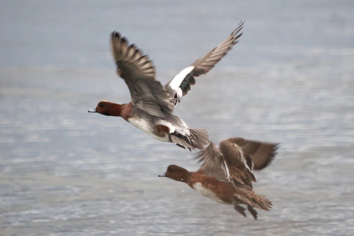 Eurasian Wigeon - ML644709538