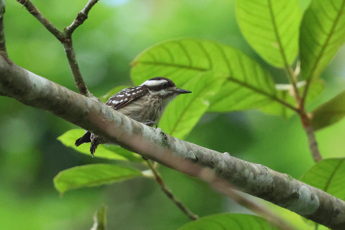Sunda Pygmy Woodpecker - ML644709539