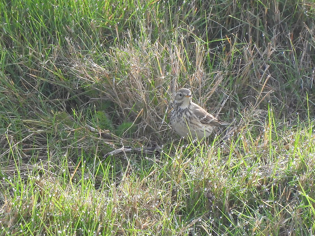 American Pipit - ML644709540