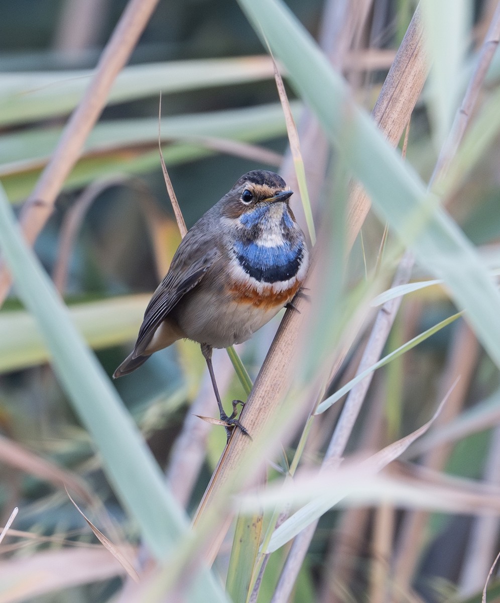 Bluethroat - ML644709541