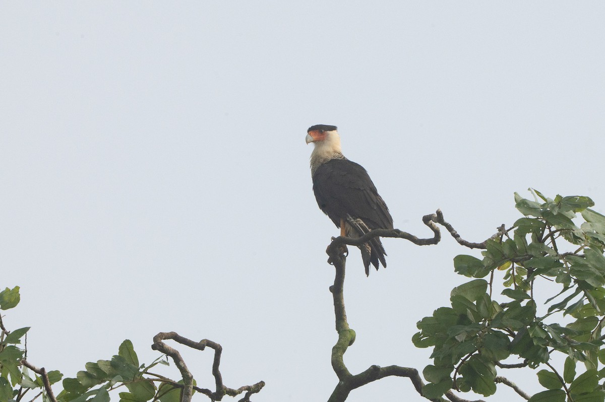 Crested Caracara - ML644709542