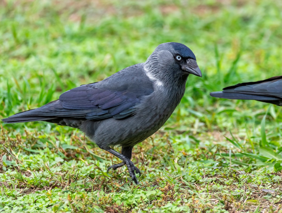 Eurasian Jackdaw - ML644709550