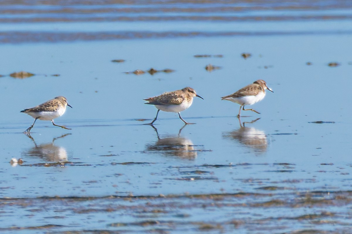 Least Sandpiper - ML644709551