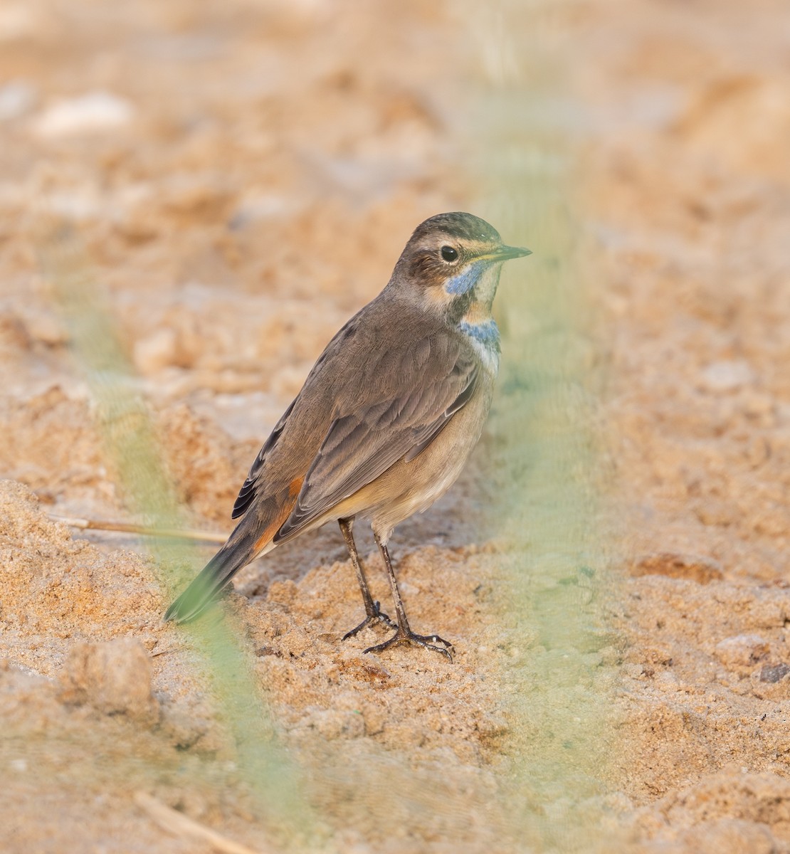 Bluethroat - ML644709552