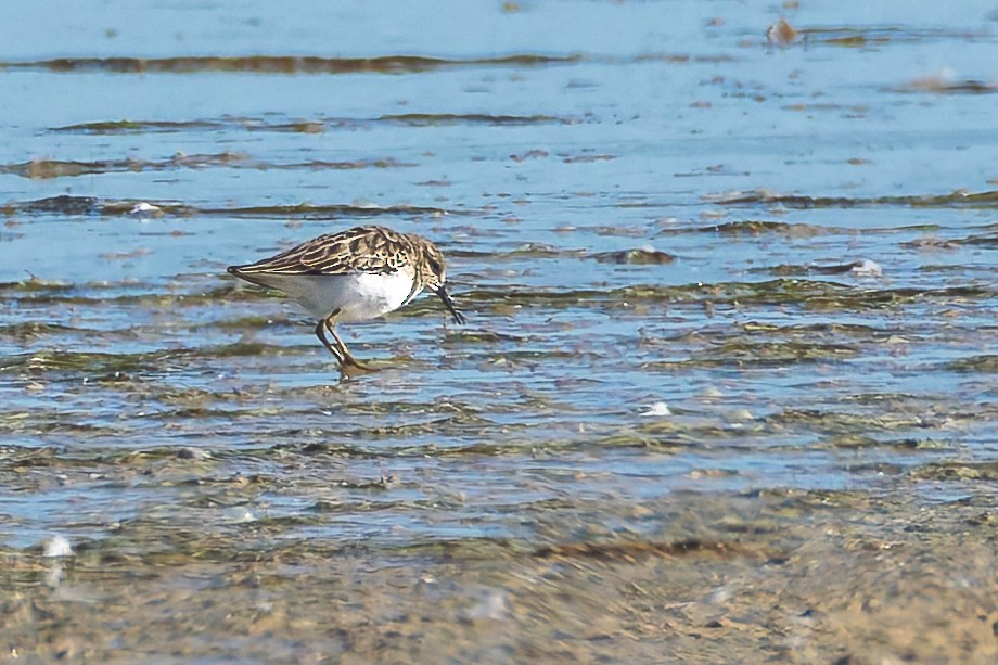 Least Sandpiper - ML644709553