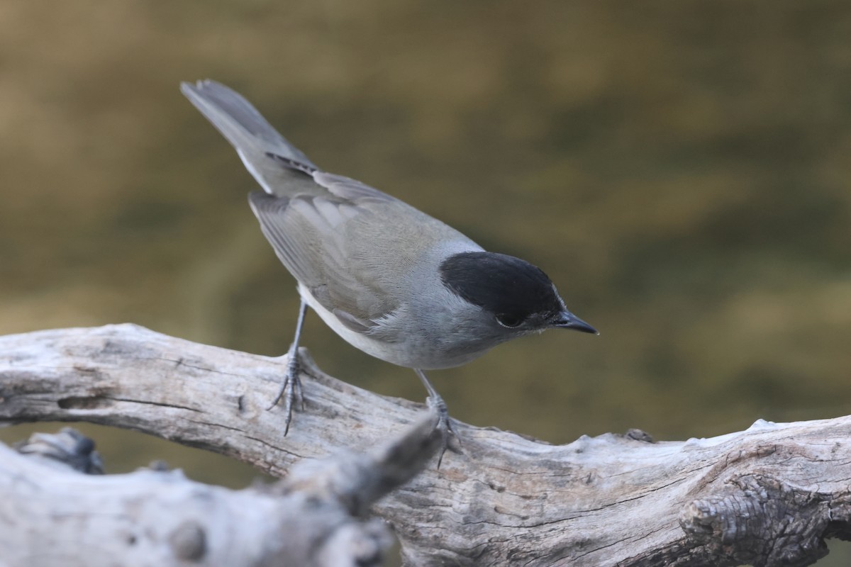 Eurasian Blackcap - ML644709556