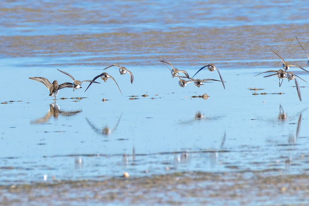 Least Sandpiper - ML644709557