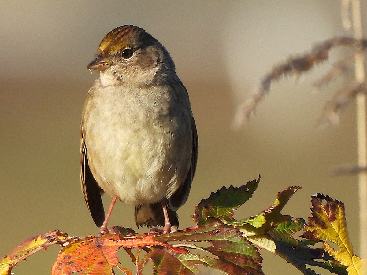 Golden-crowned Sparrow - ML644709558