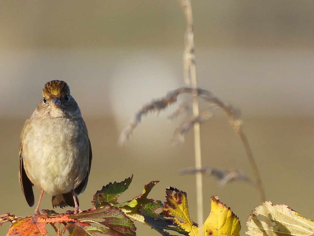 Golden-crowned Sparrow - ML644709560