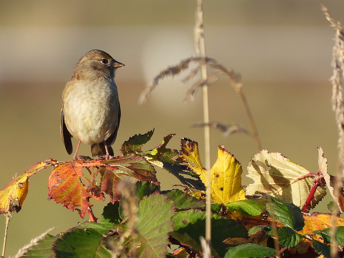Golden-crowned Sparrow - ML644709561