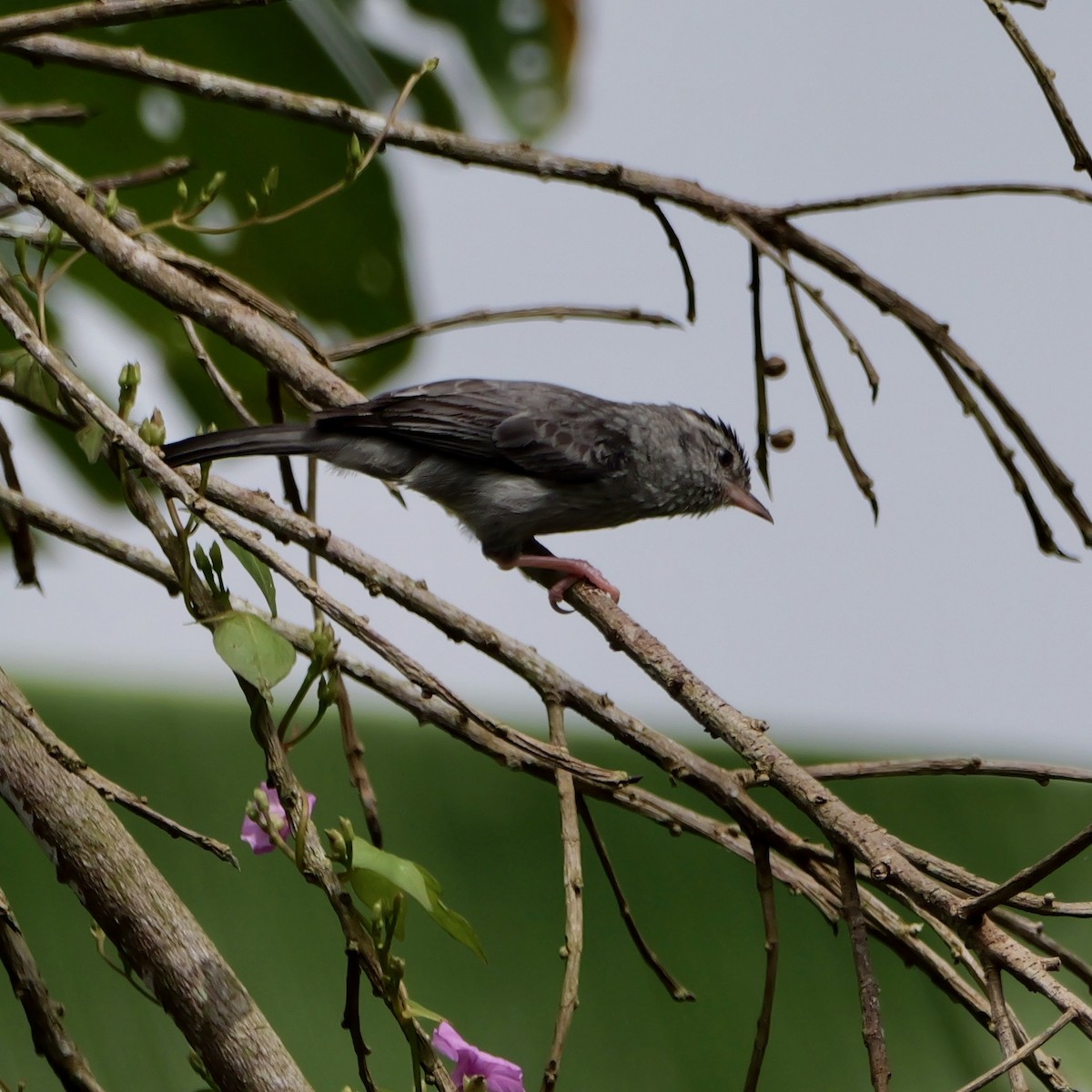 Pink-legged Graveteiro - ML644709562