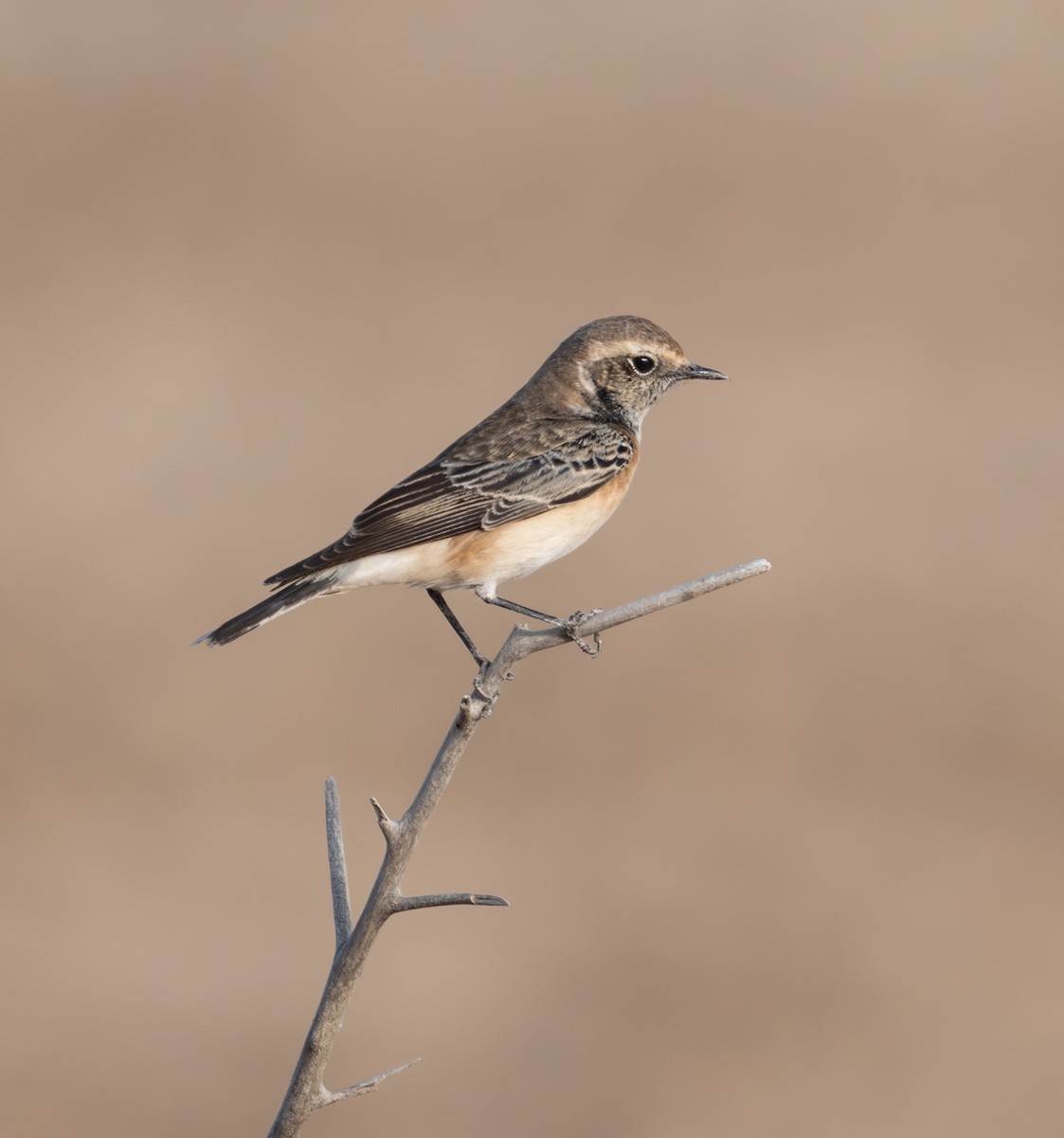 Pied Wheatear - ML644709563