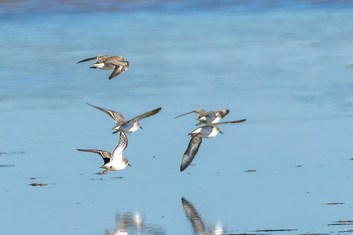 Least Sandpiper - ML644709565