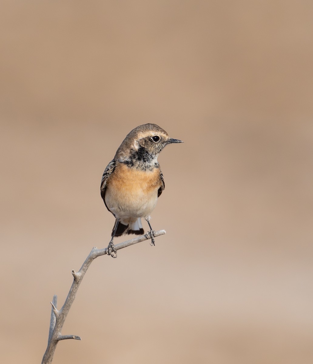 Pied Wheatear - ML644709566