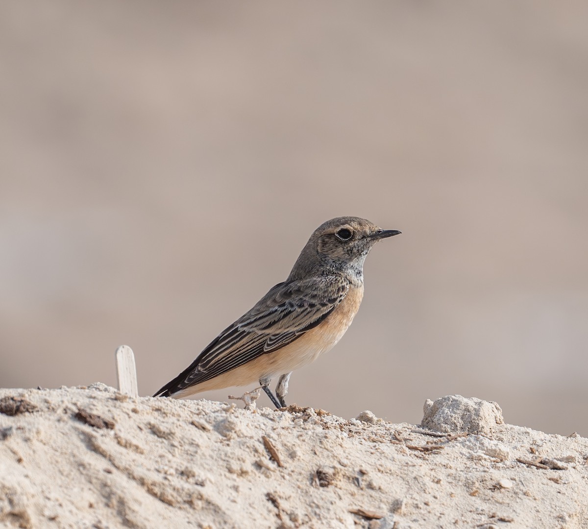 svartstrupesteinskvett - ML644709567