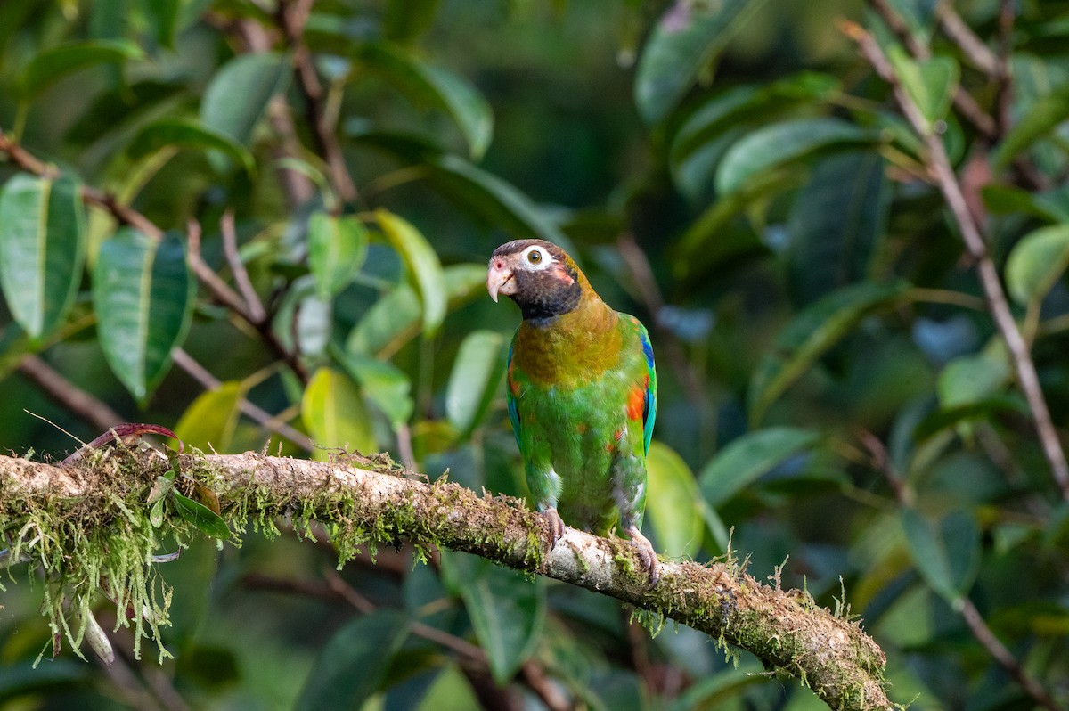 amazónek hnědohlavý - ML644709573