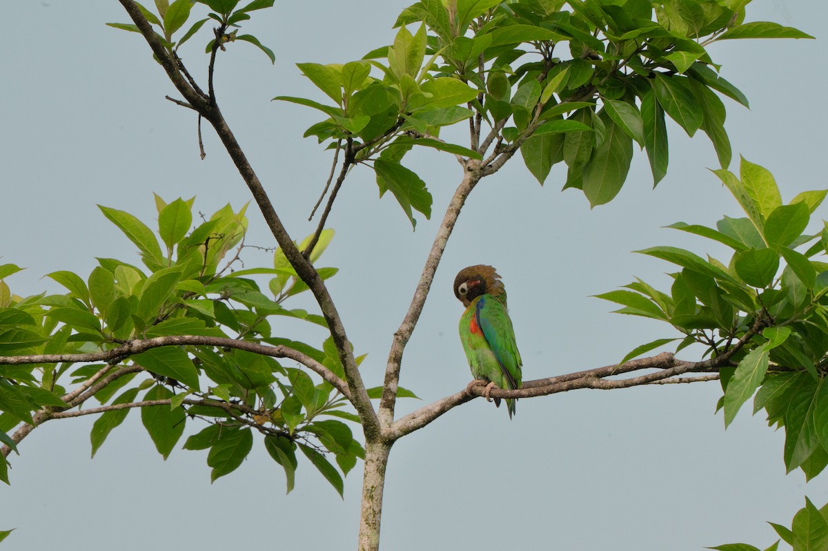 amazónek hnědohlavý - ML644709574