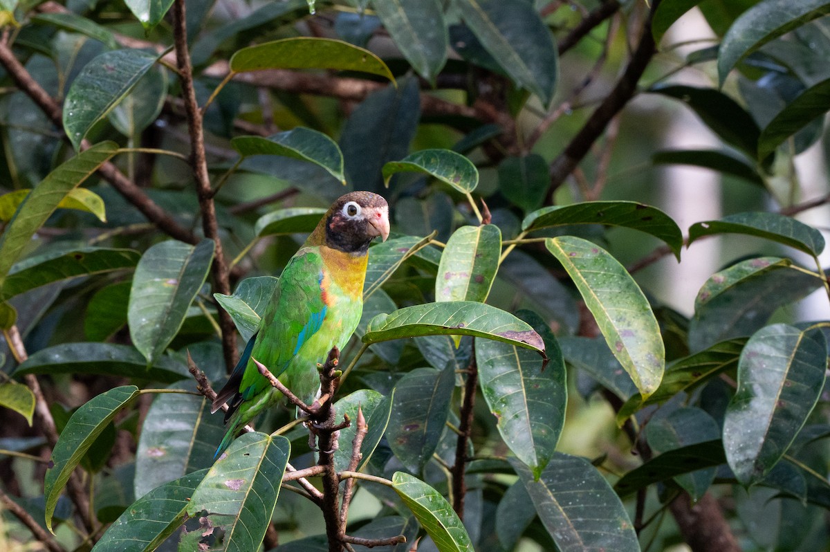 amazónek hnědohlavý - ML644709575