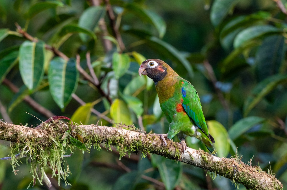 amazónek hnědohlavý - ML644709576