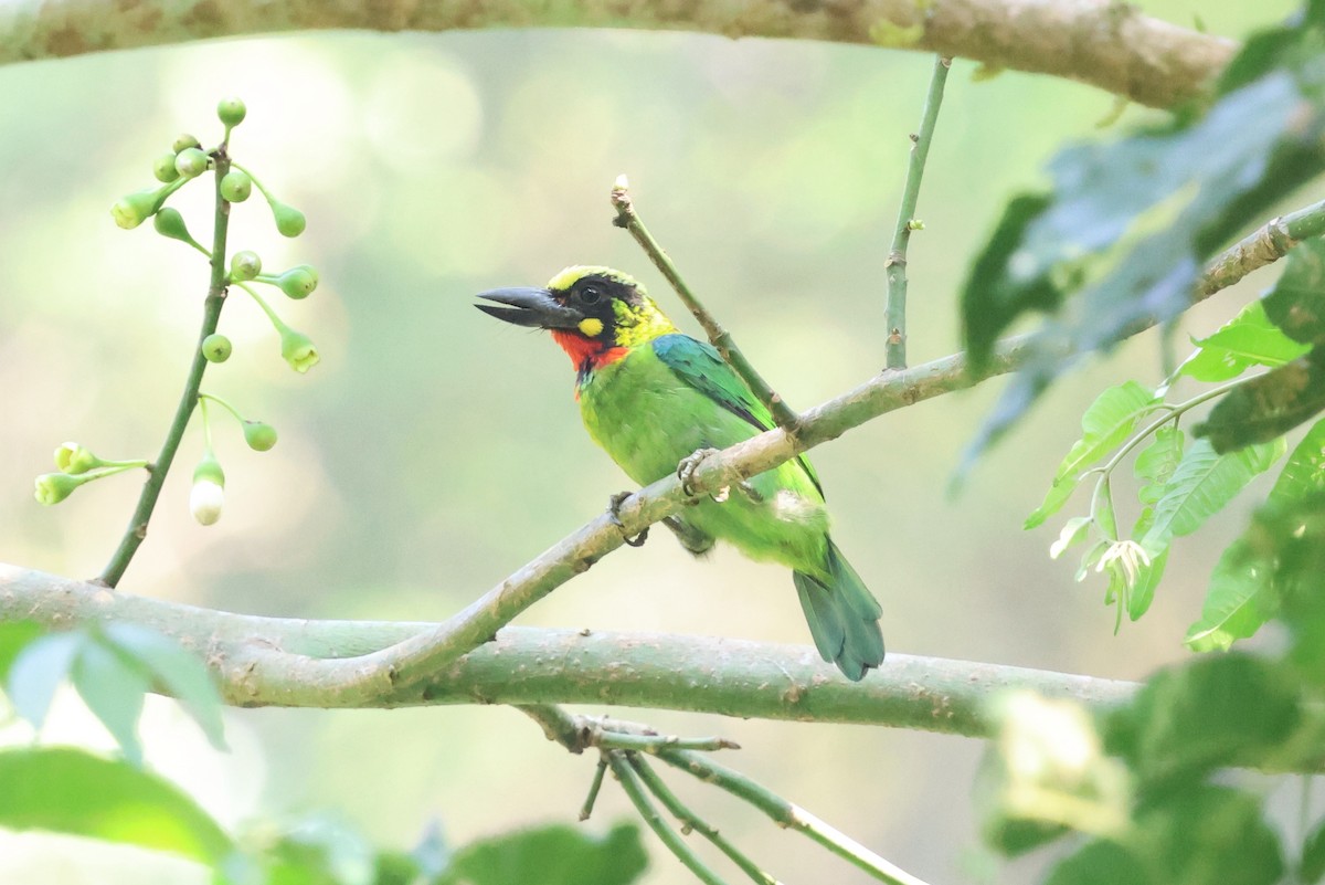Black-banded Barbet - ML644709581
