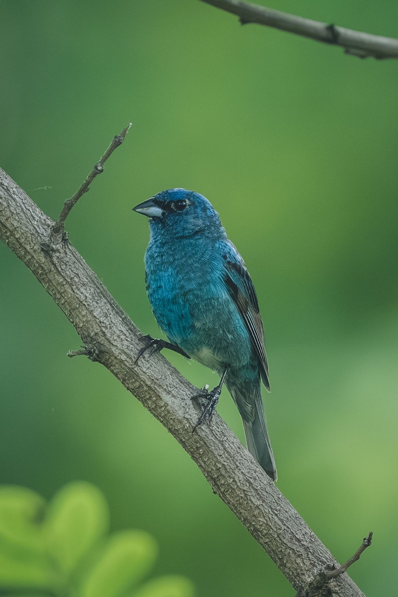 Indigo Bunting - ML644709582