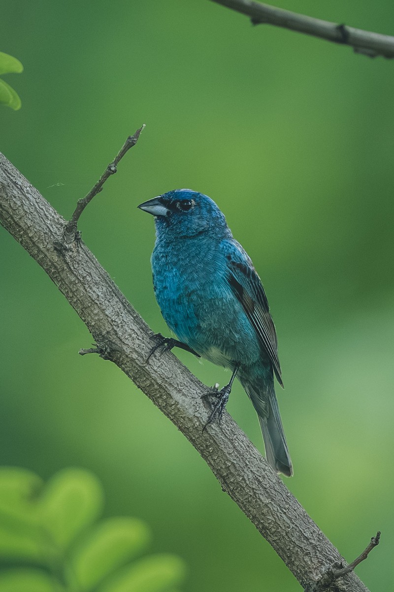 Indigo Bunting - ML644709584