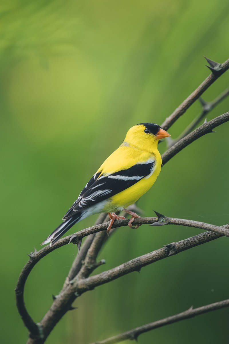 American Goldfinch - ML644709597